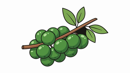 A green coffee branch with berries and leaves