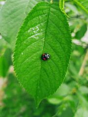 Black ladybug (Harmonia axyridis) with two red spots sitting on green leaf