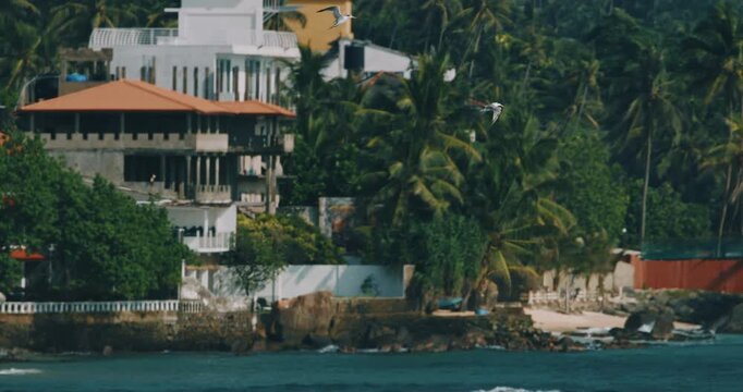 Sri Lanka, Unawatuna. Lesser crested terns birds hunting for fishes and fighting each other in flight. Lesser crested tern - Thalasseus bengalensis is a tern in the family Laridae