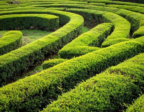 Green hedge maze aerial view complex path illustration