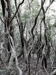 六甲山への登山道、アイスロードからの眺め