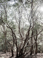 六甲山への登山道、アイスロードからの眺め