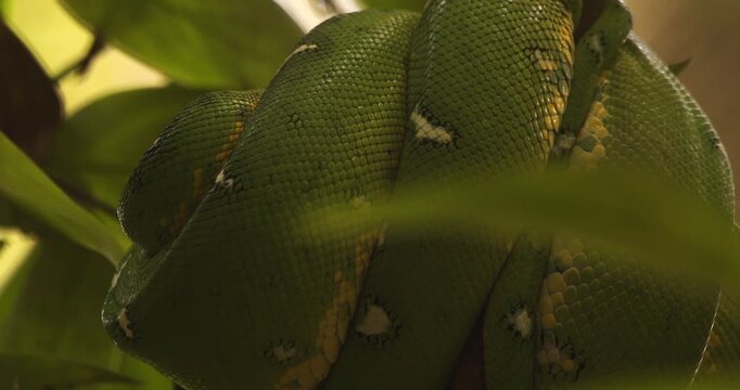 Green tree boa snake coiled among leaves, close up