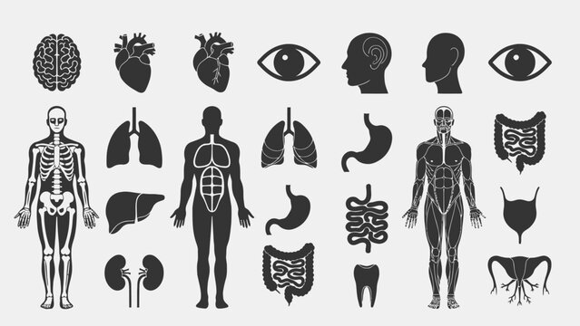 Collection of human anatomy icons including organs, skeleton, and full body diagrams.