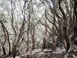 六甲山への登山道、アイスロードからの眺め
