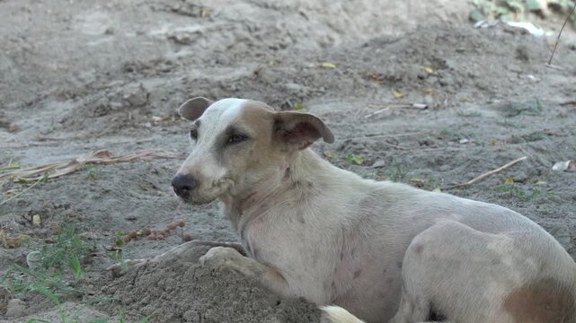 Stray dog lying on dirt ground in a rural area