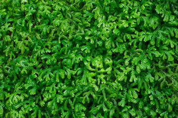 green grass background