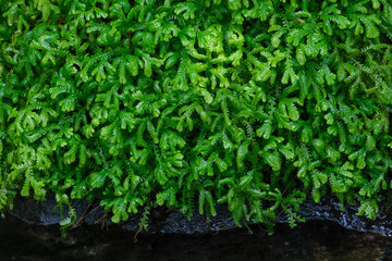 green grass background