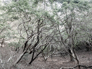 六甲山への登山道、アイスロードからの眺め