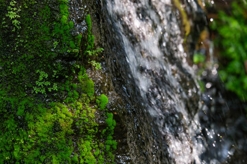 waterfall in the forest