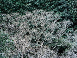 六甲山への登山道、アイスロードからの眺め