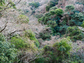 六甲山への登山道、アイスロードからの眺め
