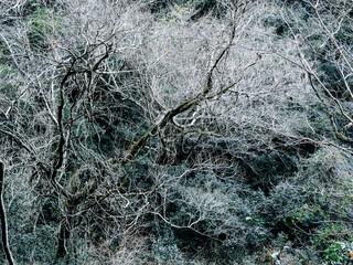 六甲山への登山道、アイスロードからの眺め