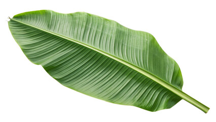 Obraz premium banana leaf isolated on white