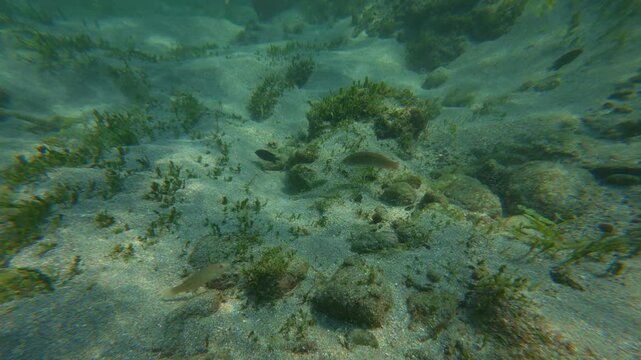 Slender sandperch fish swimming slowly over sandy seafloor with small rocks and seagrass patches near Tenacatita Beach, Mexico.