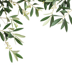 Fresh Olive Branches with Small Blossoms Botanical Border on Transparent Background
