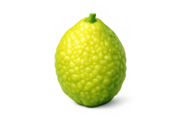 Etrog citron icon for holiday celebrations and design
