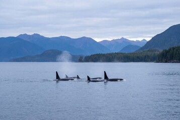 Pod of killer whales swimming and spouting in a calm coastal inlet with evergreen forests and mountain peaks, wildlife observation and marine conservation in the wilderness