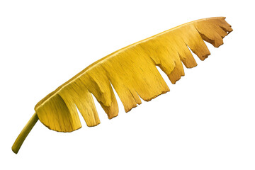 Yellow drying banana leaf with fringed edges over transparent background, representing autumn, decay or tropical environment