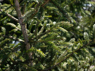 Pine Tree Branches Background