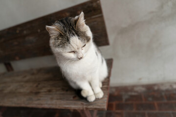 Sleepy white tabby cat relaxing on wooden bench