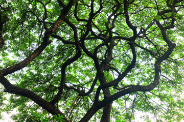 green tree branches