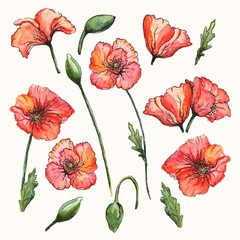 Poppy flower elements. Watercolor colorful poppy flower meadow green grass leaves. Wedding invitation, fashion, background, textile. Leaves, buds, flowers