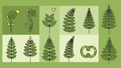 Collection of various green fern leaves. © triyanto