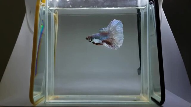 Betta fish male fancy dumbo lavender halfmoon long tail from Thailand, Siamese fighting fish on isolated grey background.