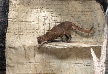 Obraz premium Jaguarundi is in his enclosure in Prague Zoo in Czech Republic