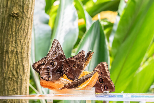Cozumel butterflies sit and eat orange in Fata Morgana Tropical Greenhouse at Prague Botanical Garden in Czech Republic