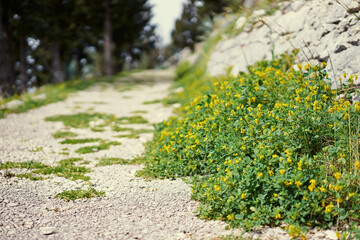 Close-up of yellow wildflowers along a gravel path beside a stone wall, shallow depth of field in sunny spring light.