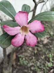 magnolia tree blossom