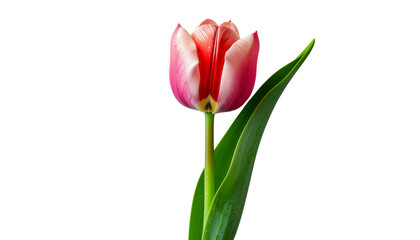 Fototapeta premium A solitary red and pink tulip blossom, with a vibrant green leaf isolated on solid background Png