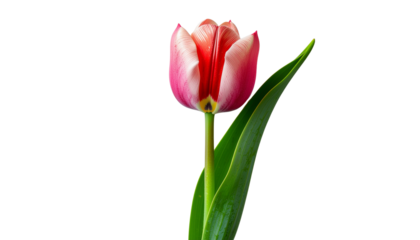A solitary red and pink tulip blossom, with a vibrant green leaf isolated on solid background Png