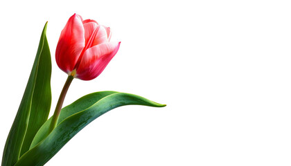 Naklejka premium A solitary red and pink tulip blossom, with a vibrant green leaf isolated on solid background in Png