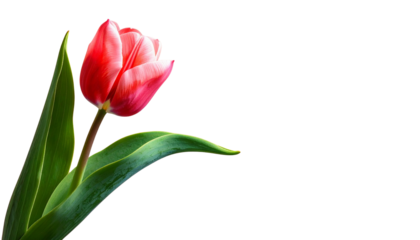 A solitary red and pink tulip blossom, with a vibrant green leaf isolated on solid background in Png