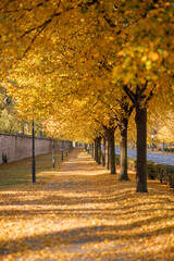 autumn park in the city of Prague, golden autumn