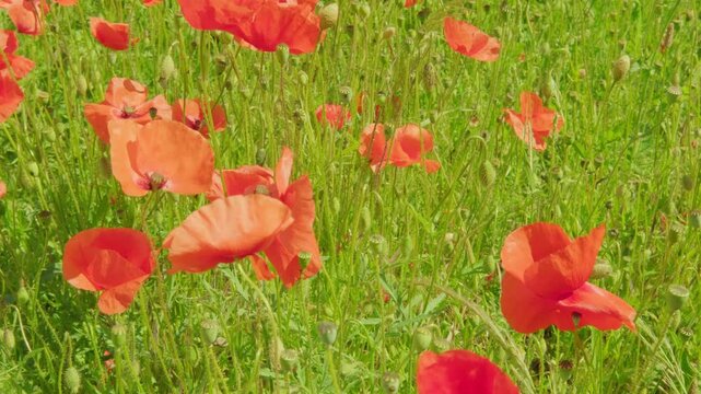 blooming red poppies in green summer field, natural, environmental concept, background for designer, opium production, threat addiction, drug trafficking