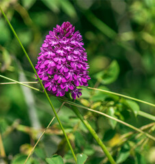 Orchis pyramidal printanier sur le plateau de Cuvergnat &agrave; Corveissiat, Ain, France