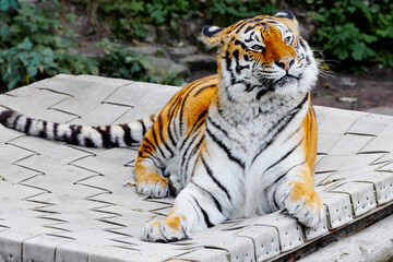 calm tiger lounges on a weathered wooden platform, showcasing bold orange coat and black stripes....