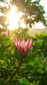 Radiant pink and white protea flower blooms in lush, sunlit garden, illuminated by golden sunlight filtering through trees, showcasing vibrant nature