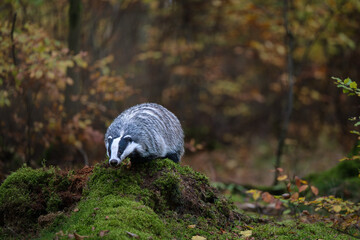 Badger close up ( Meles meles ) in a autumn forest. © Rudolf