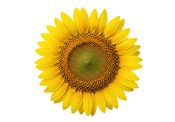 Obraz premium A vibrant yellow sunflower head with a dark brown, textured central disk showcasing a perfect Fibonacci spiral pattern, isolated on a transparent background, top-down view. Concept of botanical