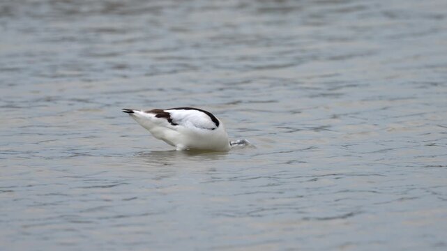 A Pied Avocet walking in shallow water