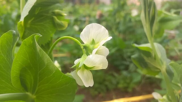 A pea plant with white flowers. Close-up image of a pea plant flower.Natural green pea plant against a dark green background,close-up image of a pea plant flower,close-up of a white flower on a Vegeta