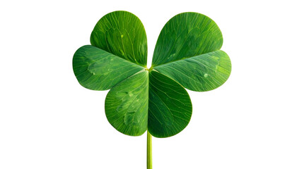 Close-up of a three-leaf clover, showcasing vibrant green foliage isolated on solid background