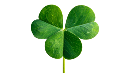 Close-up of a three-leaf clover, showcasing vibrant green foliage isolated on solid background