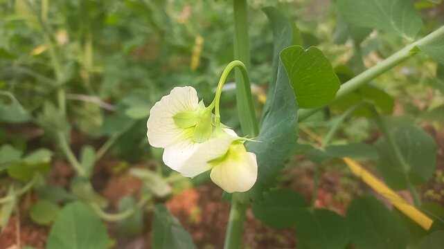 A pea plant with white flowers. Close-up image of a pea plant flower.Natural green pea plant against a dark green background,close-up image of a pea plant flower,close-up of a white flower on a Vegeta