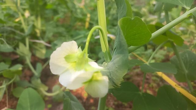 A pea plant with white flowers. Close-up image of a pea plant flower.Natural green pea plant against a dark green background,close-up image of a pea plant flower,close-up of a white flower on a Vegeta